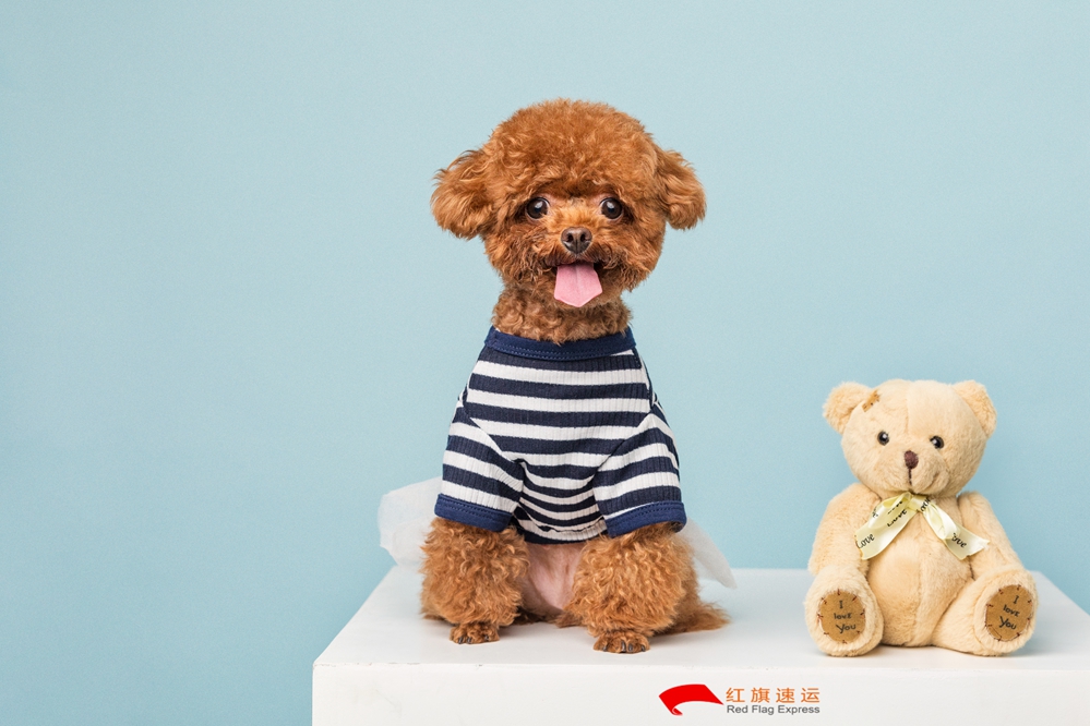 16588062931792.jpg 攝圖網(wǎng)_501390256_貴賓犬小泰迪(企業(yè)商用)_副本.jpg